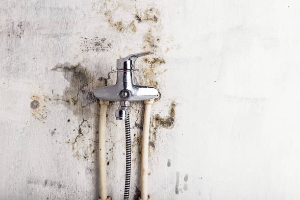 Best Mold Removal Company Near Me  in Gillett, WI