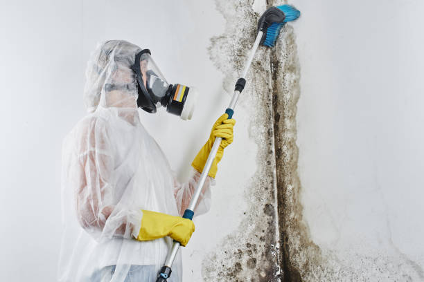 Best Fast Mold Removal  in Gillett, WI