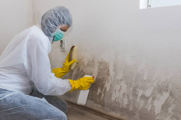 Best Certified Mold Removal  in Gillett, WI