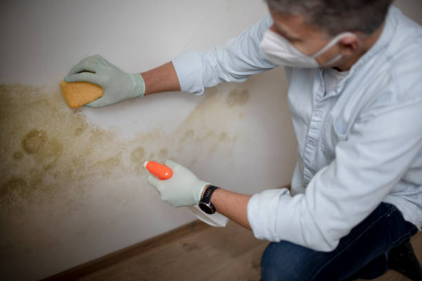 Best Same-Day Mold Removal  in Gillett, WI