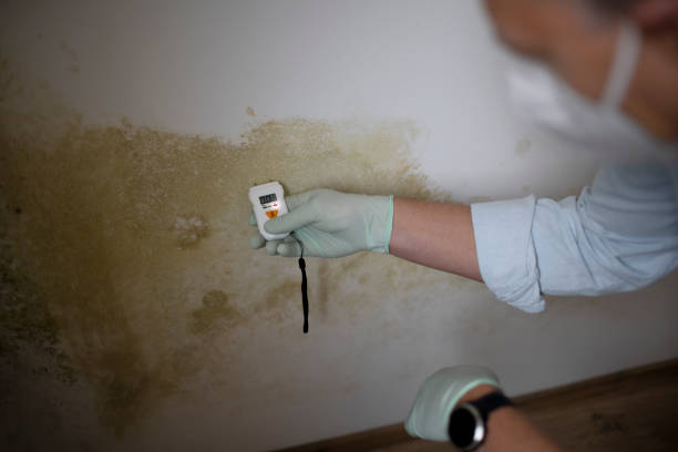 Best Attic Mold Removal  in Gillett, WI
