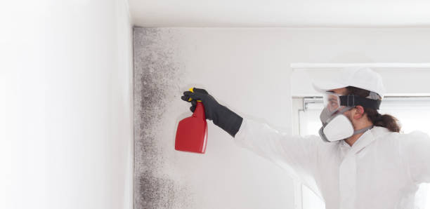 Best Fast Mold Removal  in Gillett, WI