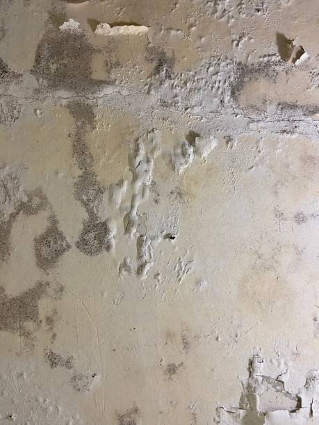 Best Mold Removal Near Me  in Gillett, WI