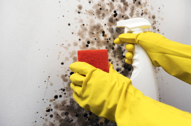 Mold Testing and Removal in Gillett, WI