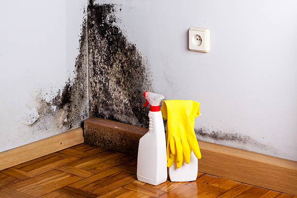 Best Emergency Mold Removal  in Gillett, WI