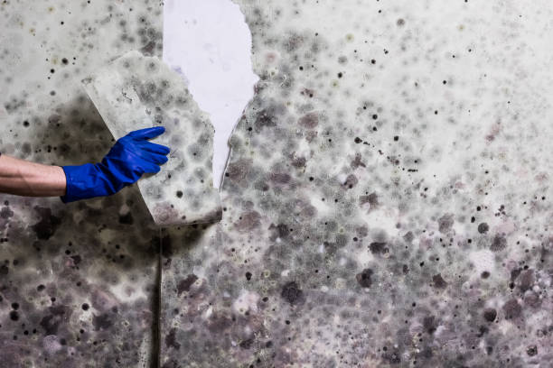 Best Residential Mold Removal  in Gillett, WI