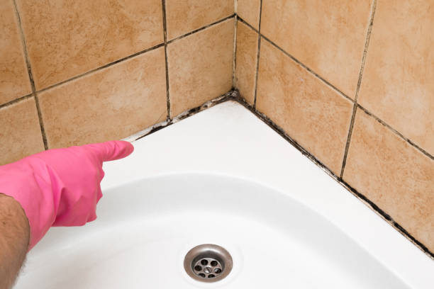 Best Toxic Mold Removal  in Gillett, WI